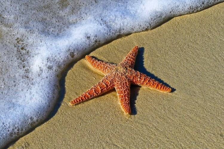 starfish point cayman islands